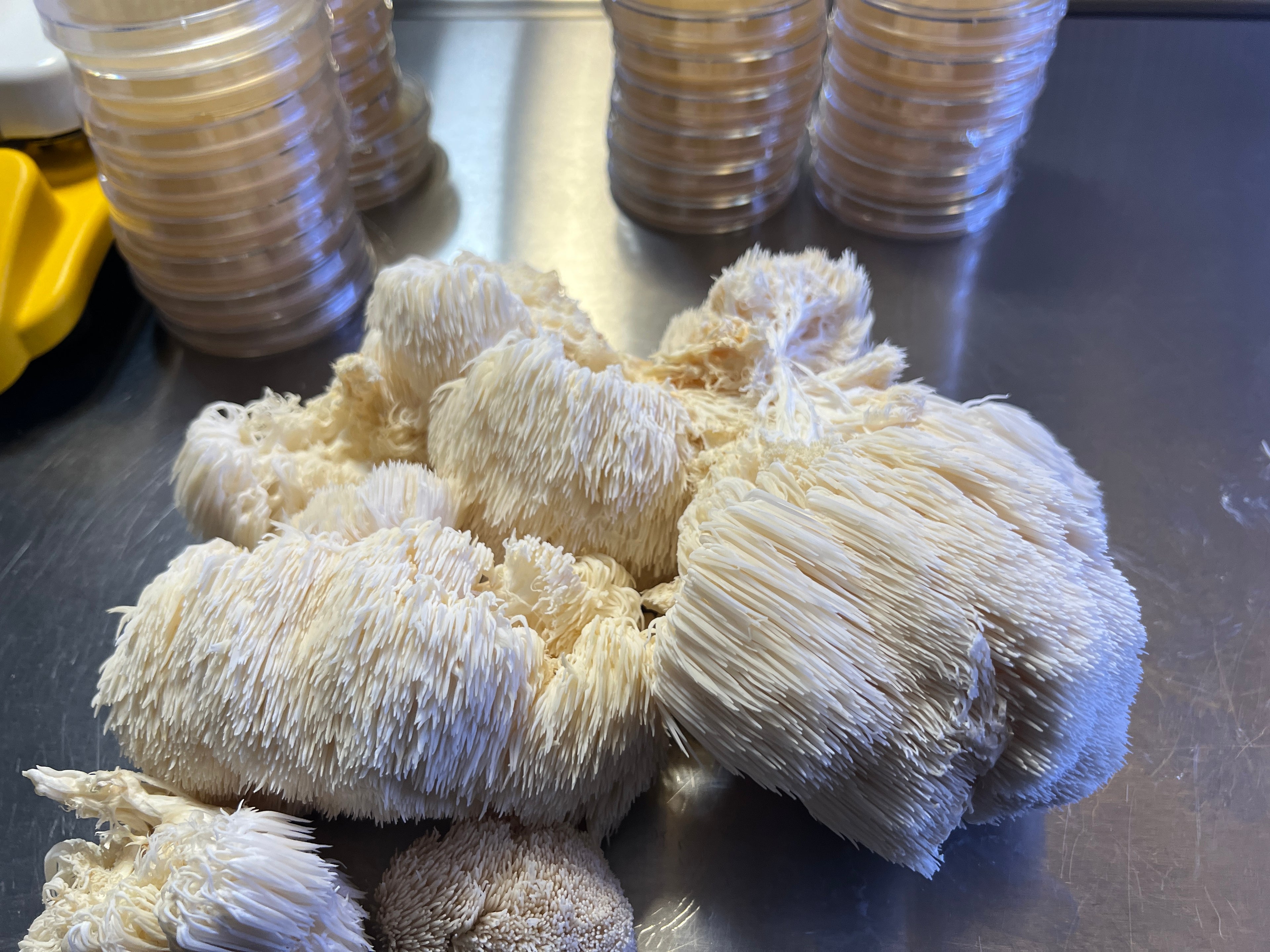 Gourmet Mushroom Kits